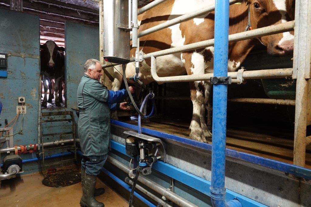 Auf unserem Betrieb leben auch 45 Red Holstein Milchkühe.